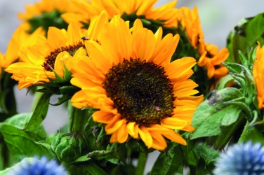 Logotrade advertising product picture of: Sunflower seeds in envelope
