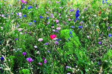 Logo trade promotional giveaways image of: Flowers mix seeds in envelope