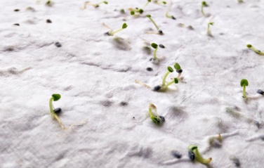 Logo trade promotional giveaways picture of: A6 wildflower seed paper sheet