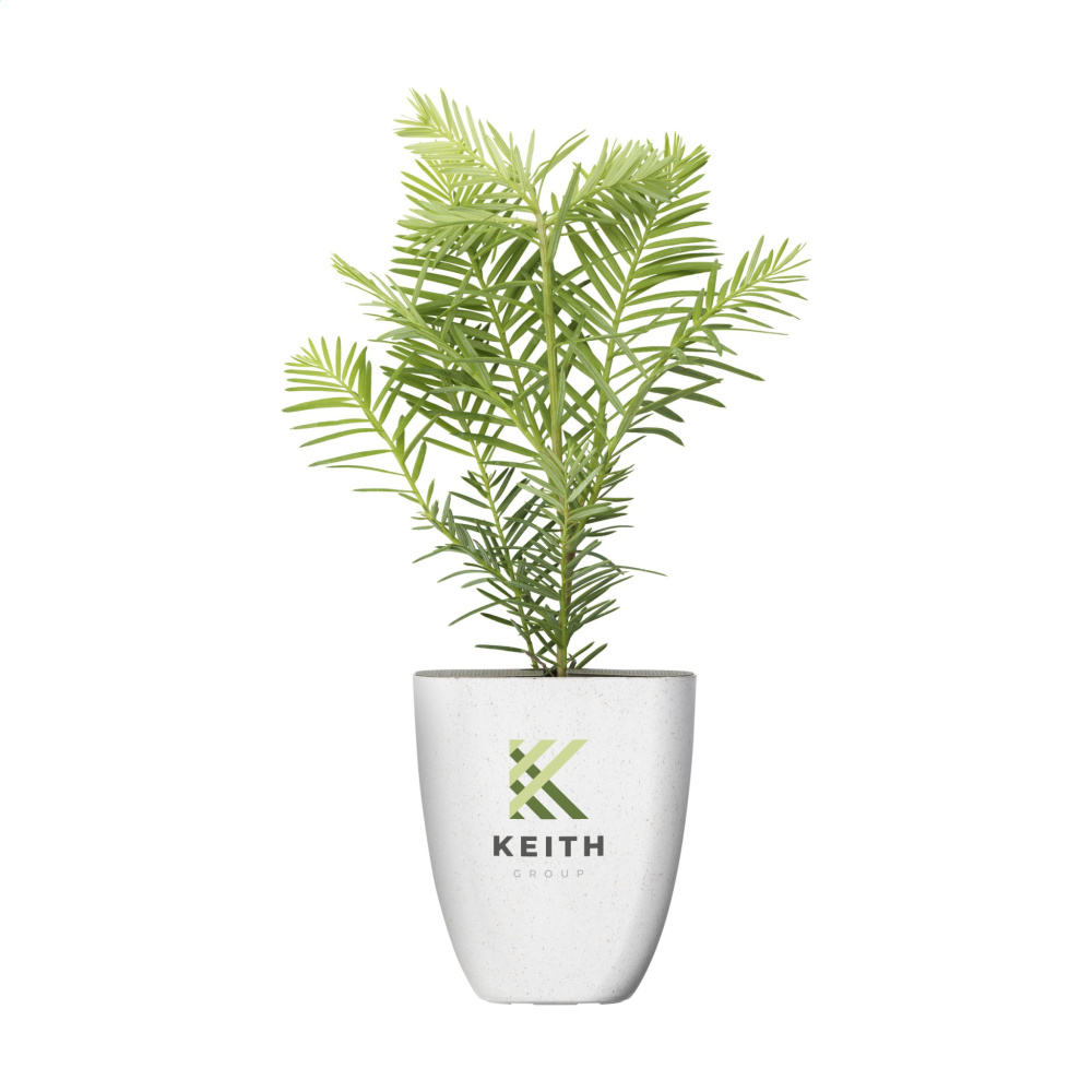 Logotrade advertising product picture of: Treemore Letterbox Trees Giant Sequoia