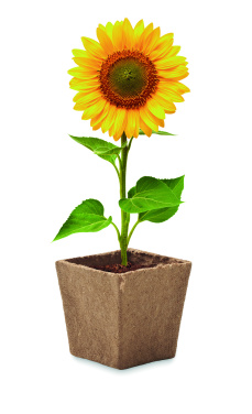 Logotrade promotional item image of: Sunflower growing kit
