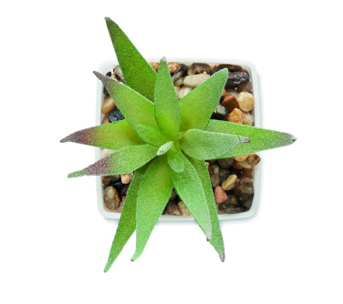 Logo trade advertising product photo of: Mini artificial plant