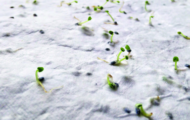 Logotrade mainostuote tuotekuva: Luonnonkukkien siementen käynti